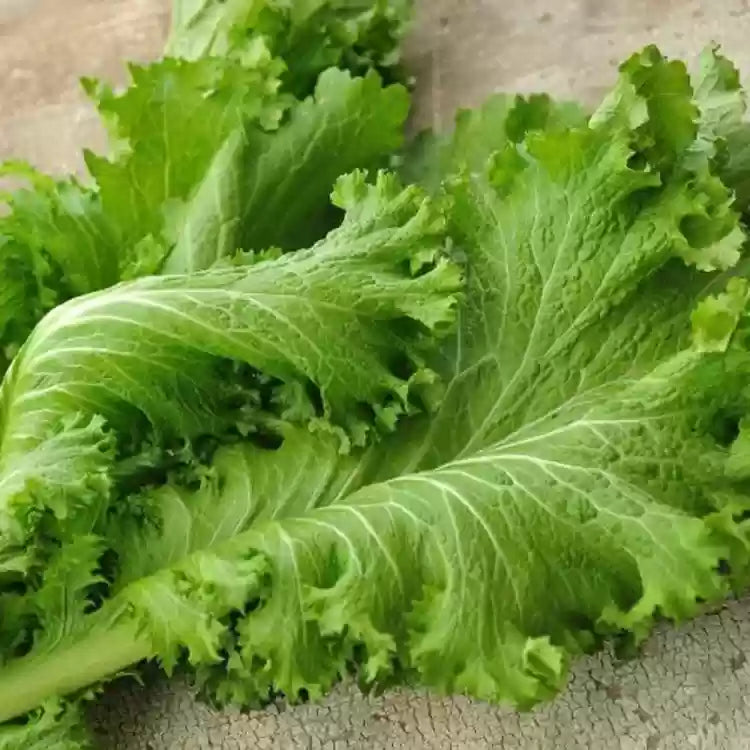 Giant Mustard plants thriving in raised garden beds