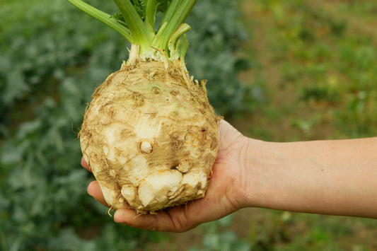 Giant Prague Celeriac Seeds Apium Graveolens Celery Root Vegetable