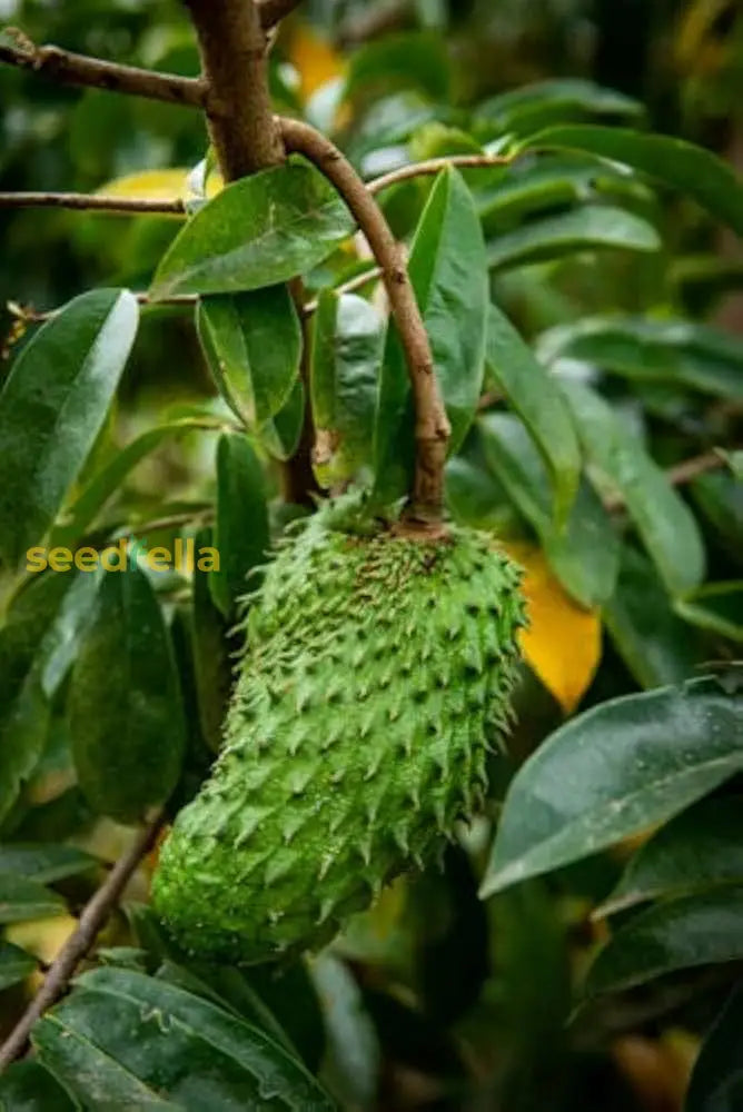 Giant Soursop Planting Seeds For Growing Exotic Fruit - Premium Quality Easy To Grow