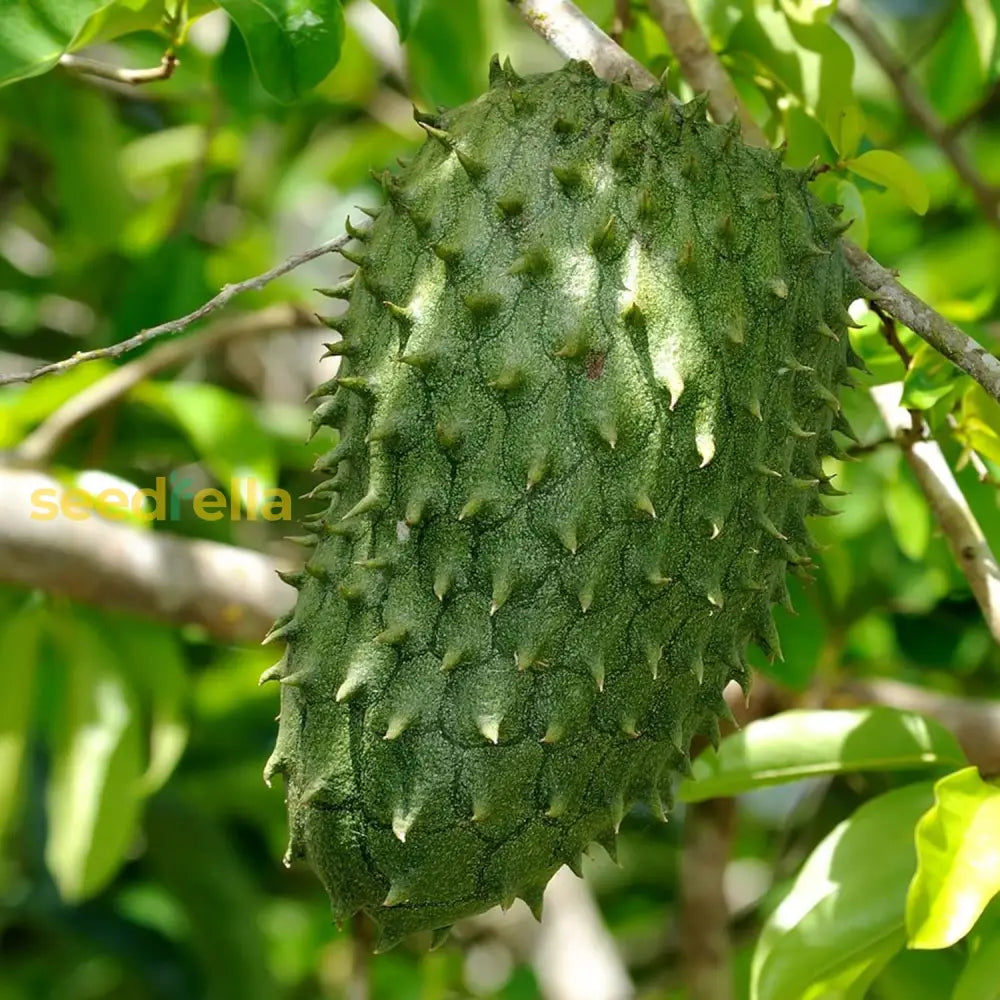 Giant Soursop Seeds Annona Muricata Tropical Fruit Sweet And Tangy Flavor Used In Culinary Health