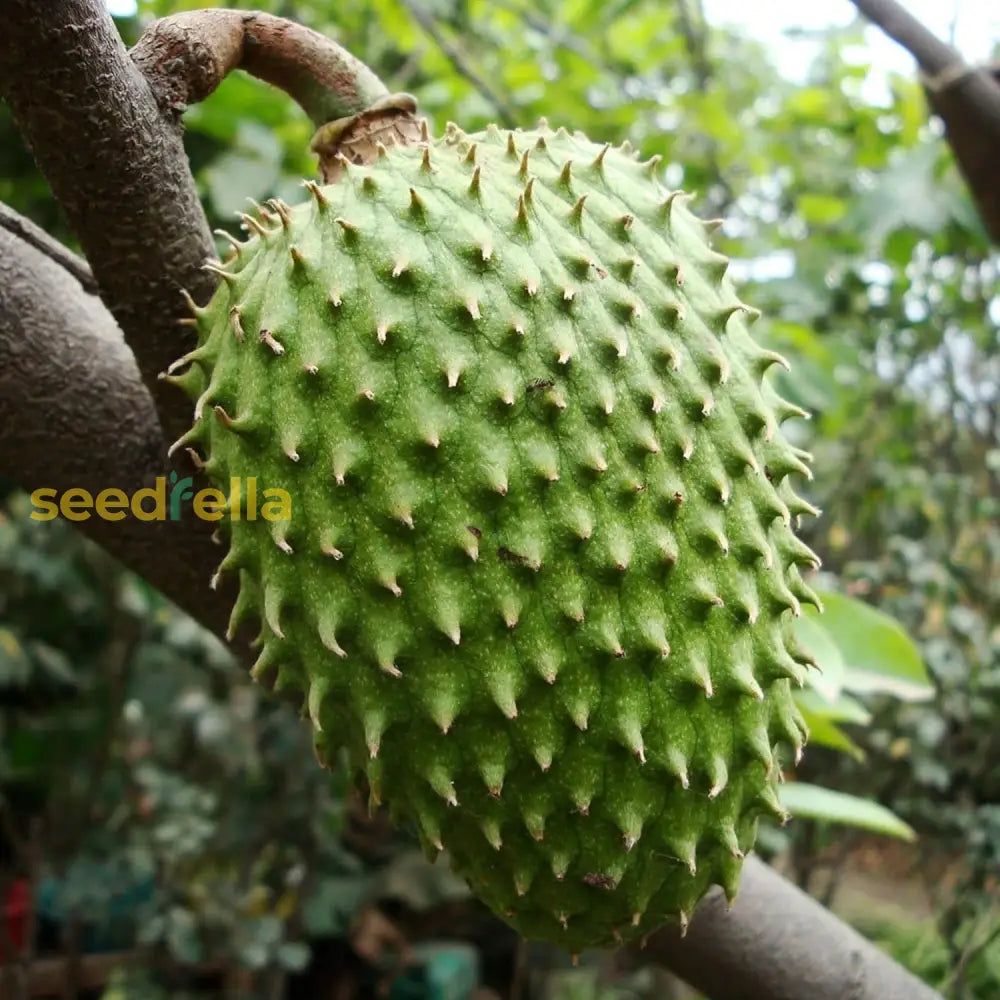 Giant Soursop Seeds Annona Muricata Tropical Fruit Sweet And Tangy Flavor Used In Culinary Health