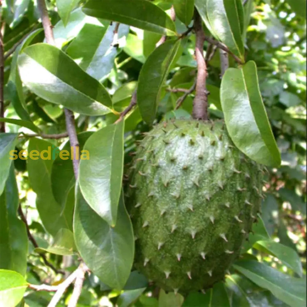 Giant Soursop Seeds for Planting Exotic Fruit