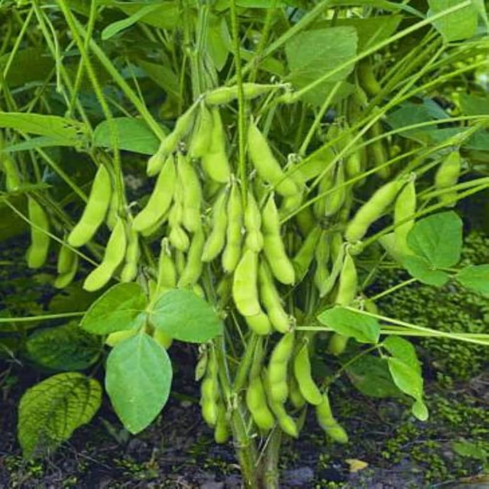 Giant soybean seeds Glycine max for planting