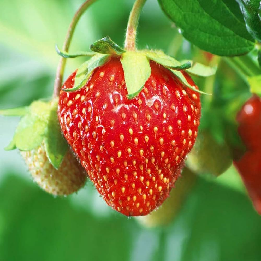 Giant strawberry seeds showing white blossoms and green foliage