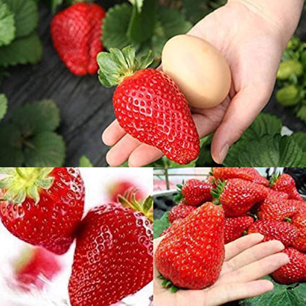 Giant strawberry seeds organic non-GMO edible fruit plant for garden