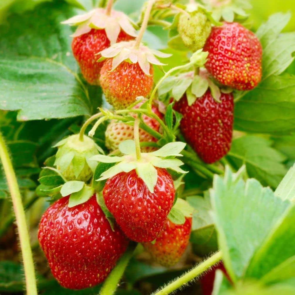 Giant strawberry seeds showing white flowers and green leaves