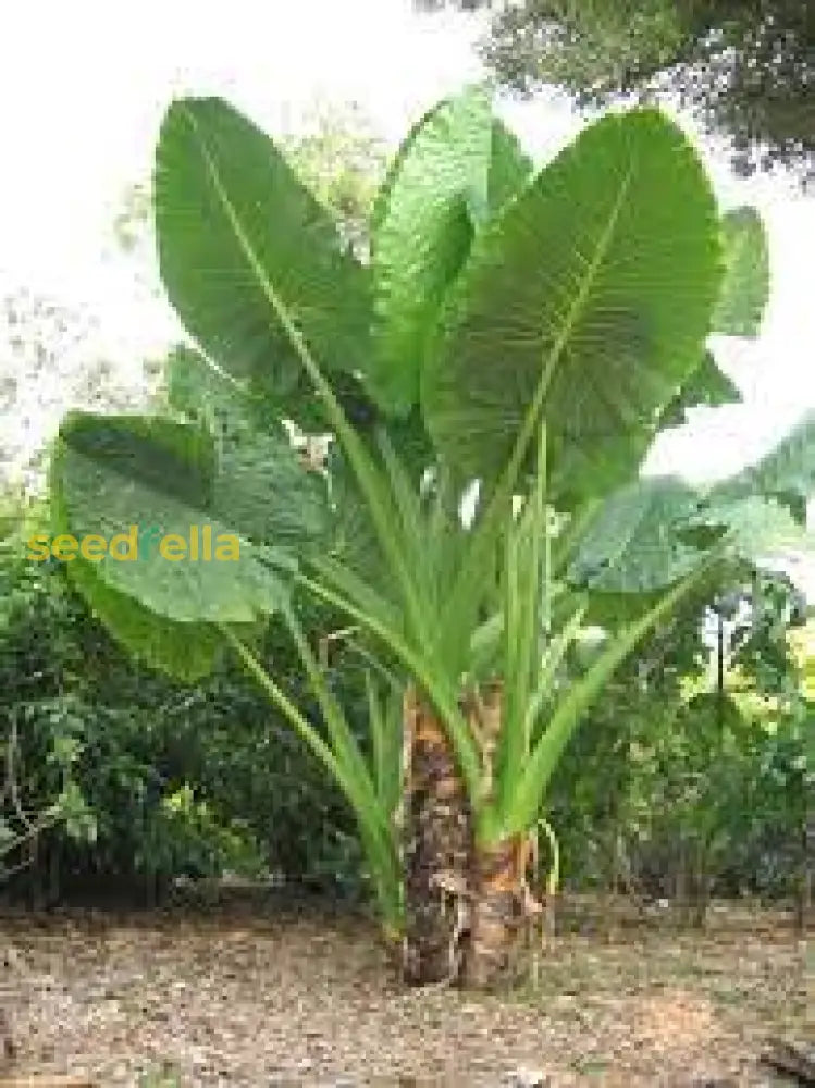 Giant Taro Seeds For Easy Home Planting Plant Seeds