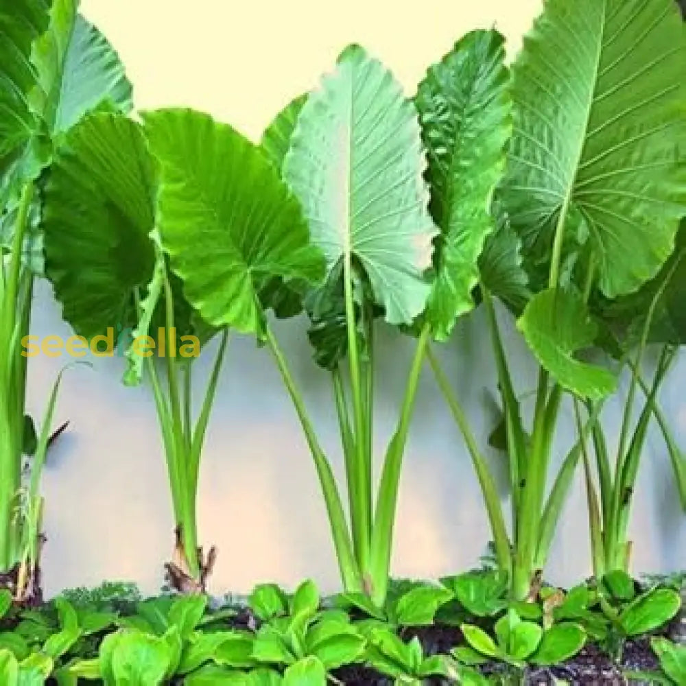 Giant Taro Seeds For Easy Home Planting Plant Seeds