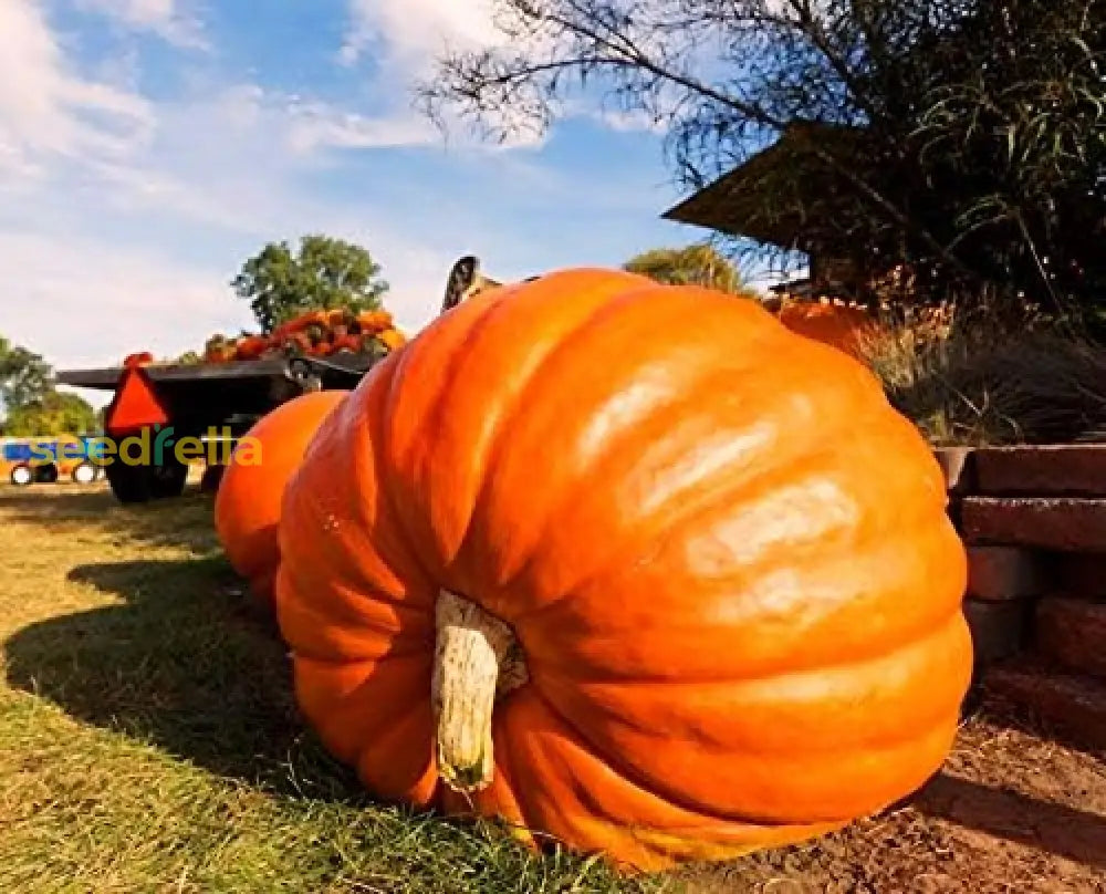 Giant Wallace Whoppers Pumpkin Seeds For Planting Vegetable Seeds