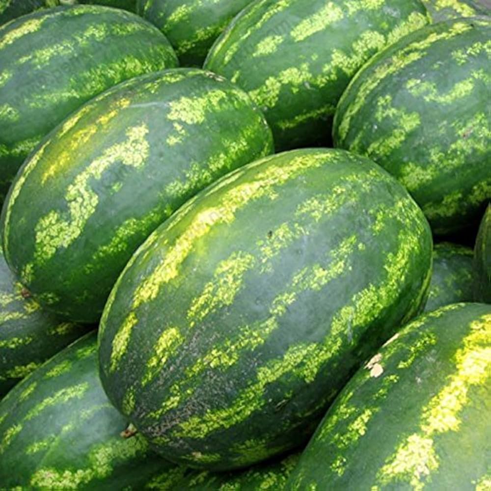 Large ripe watermelon grown from giant watermelon seeds