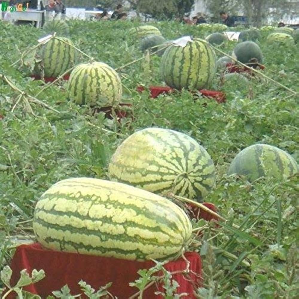 Extra-large giant watermelon growing in garden