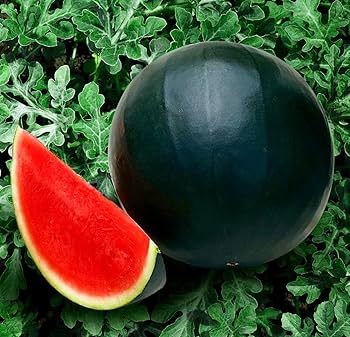 Giant Florida Giant watermelons harvested in garden