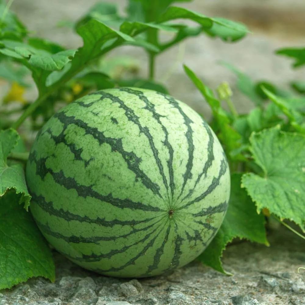 Giant watermelon vines grown from watermelon seeds