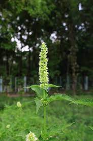 Mature Giant Yellow Hyssop in herb garden or border