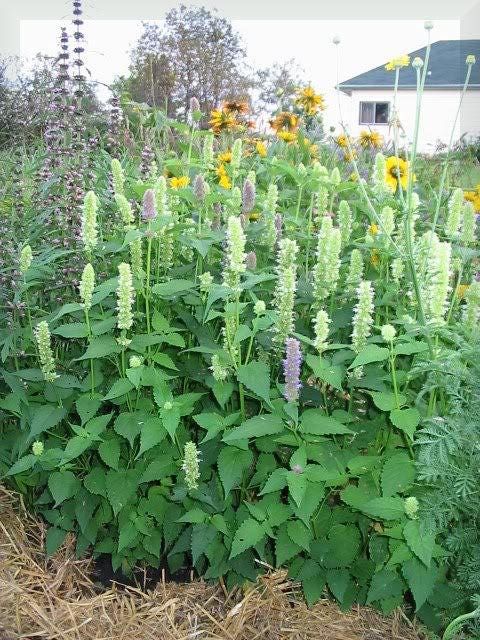 Giant Yellow Hyssop plant with bright yellow flowers and aromatic leaves