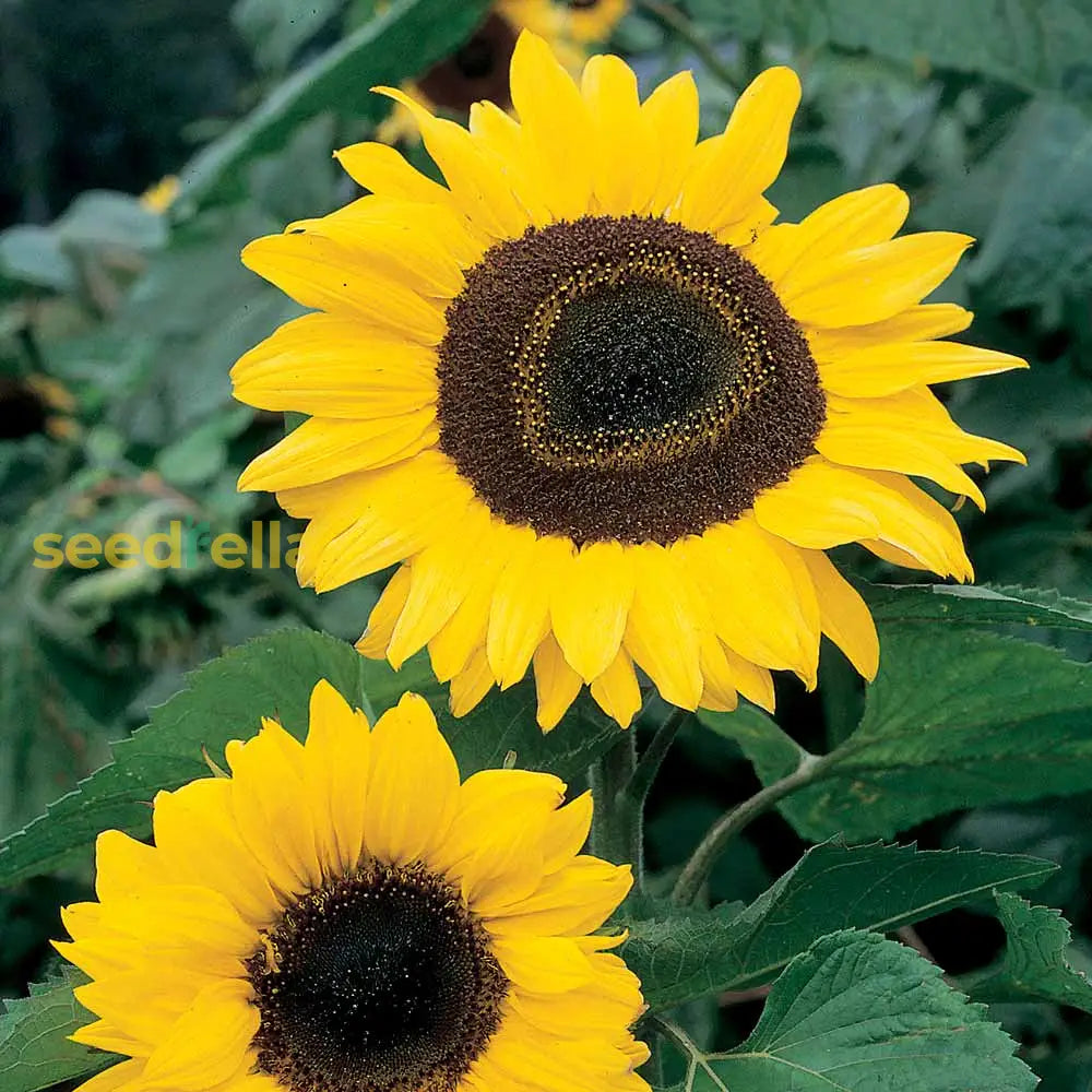 Giant Yellow Sunflower Seeds For Planting Flower