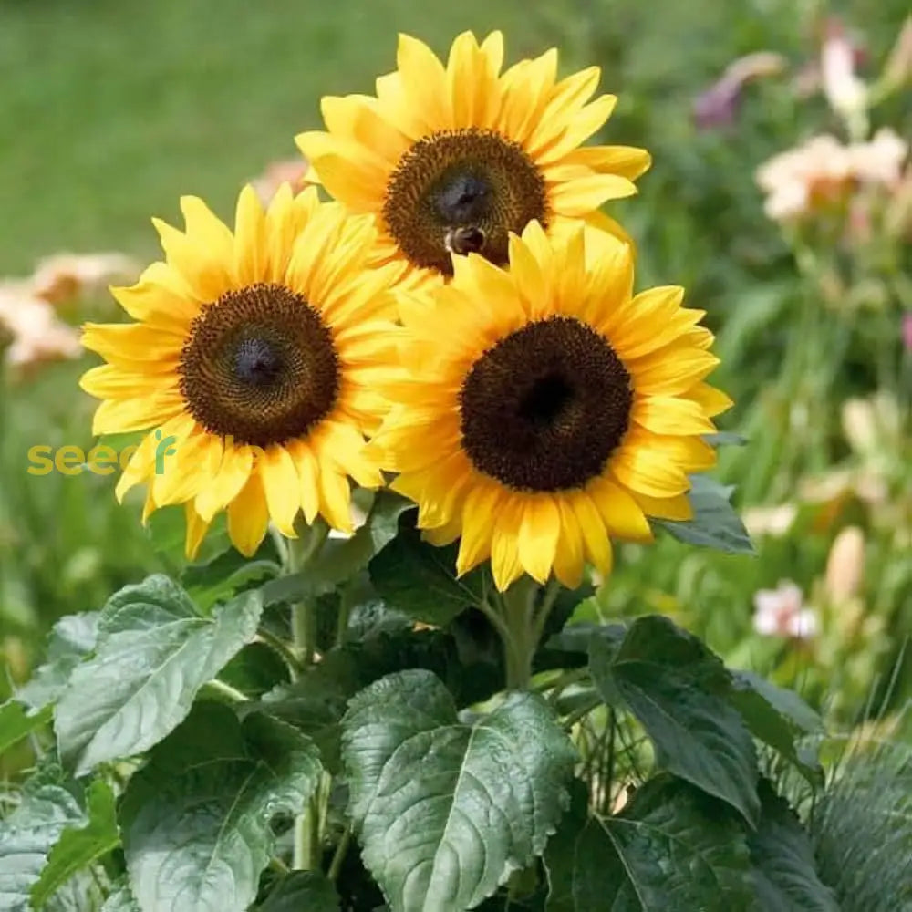 Giant Yellow Sunflower Seeds For Planting Flower