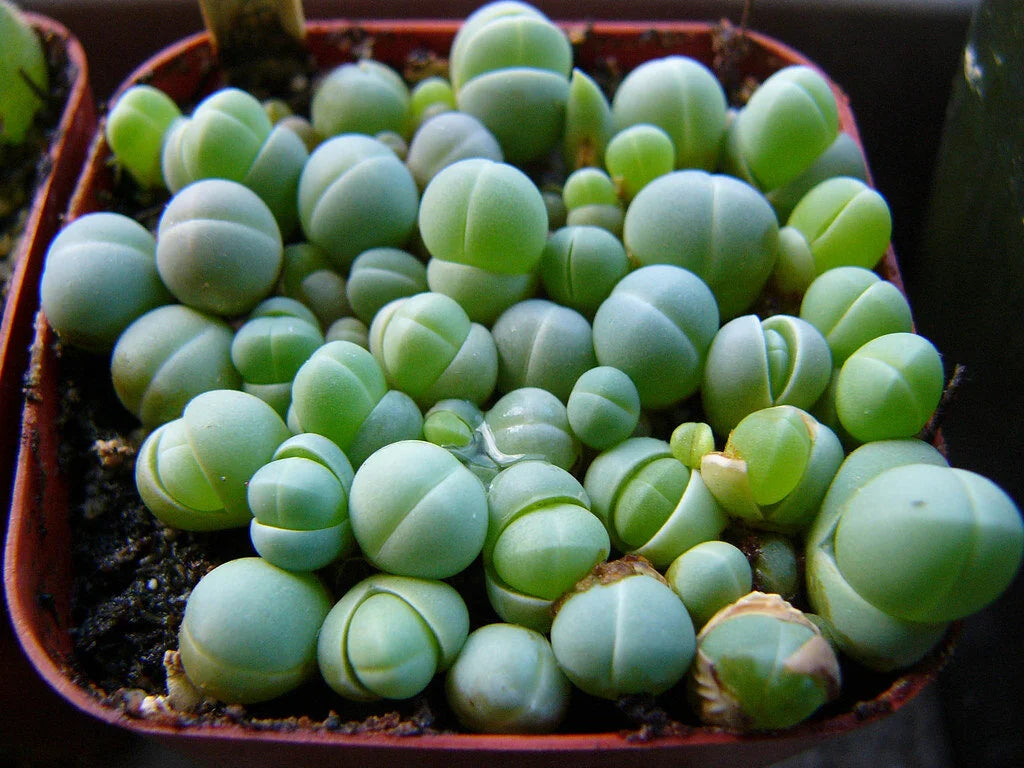 Gibbaeum mixed succulent seeds for indoor planting
