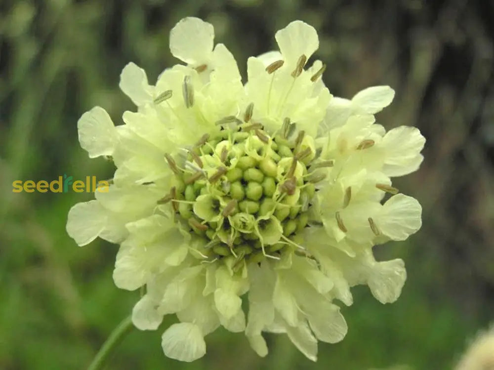 Gigantea Cephalaria Seeds For Unique Planting Flower