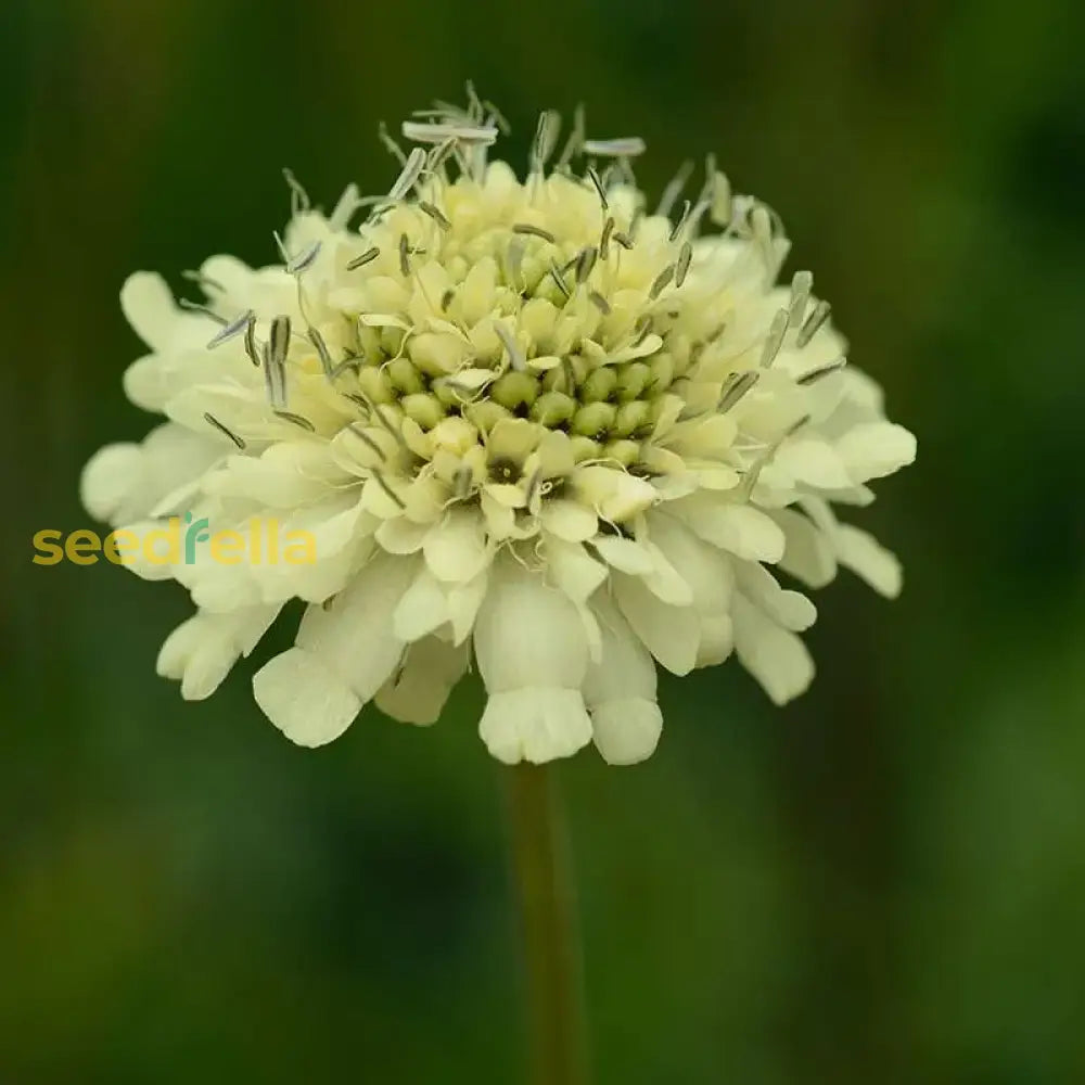 Gigantea Cephalaria Seeds For Unique Planting Flower