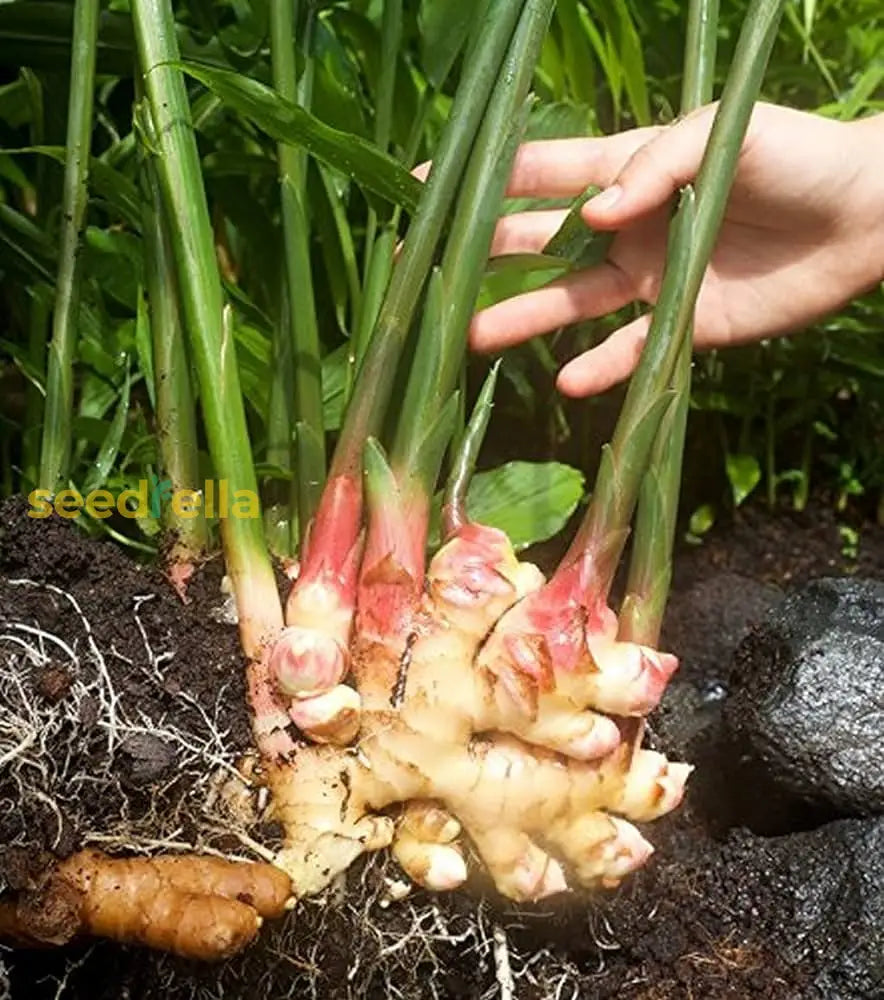 Ginger Seeds: Essential Planting Guide