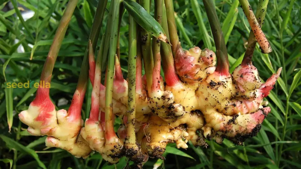 Ginger Vegetable Seeds For Planting Cream