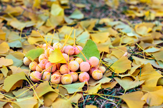Ginkgo Biloba Maidenhair Tree with fan-shaped leaves turning yellow in fall