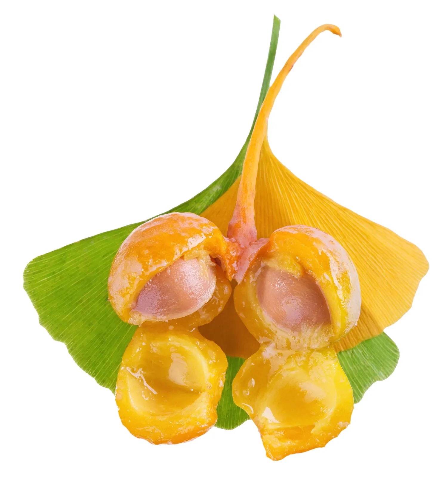 Step-by-Step Guide for Planting Ginkgo Biloba Seeds in Your Garden