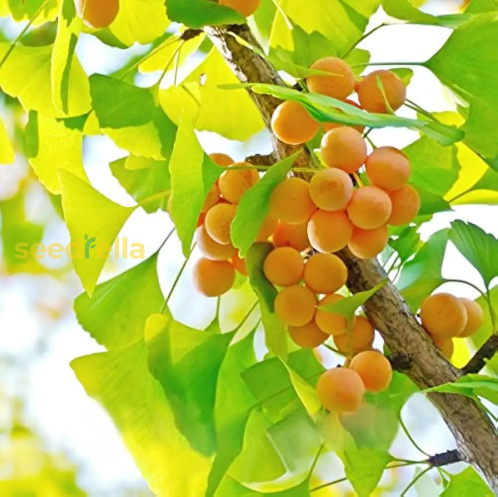 Ginkgo Biloba Seeds: Planting Yellow Seeds For Ancient Trees Fruit