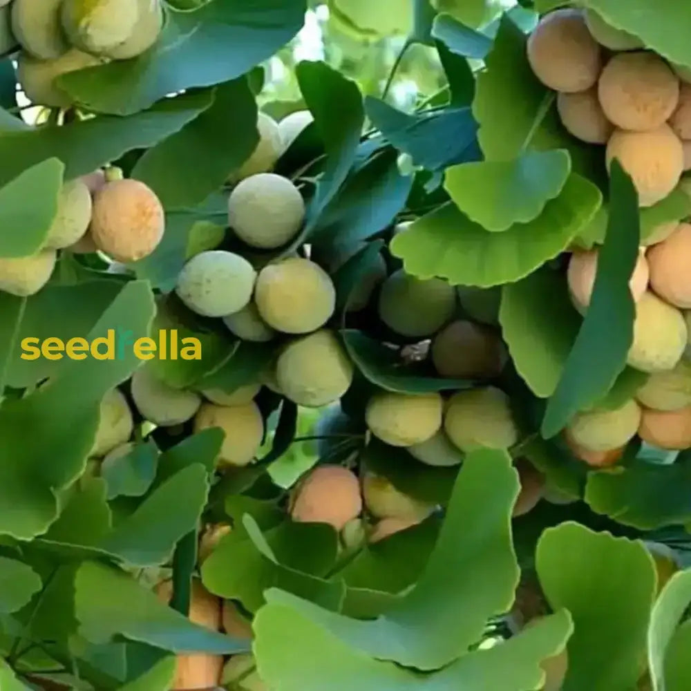 Ginkgo Seeds: Complete Planting Guide For Successful Growth Fruit Seeds