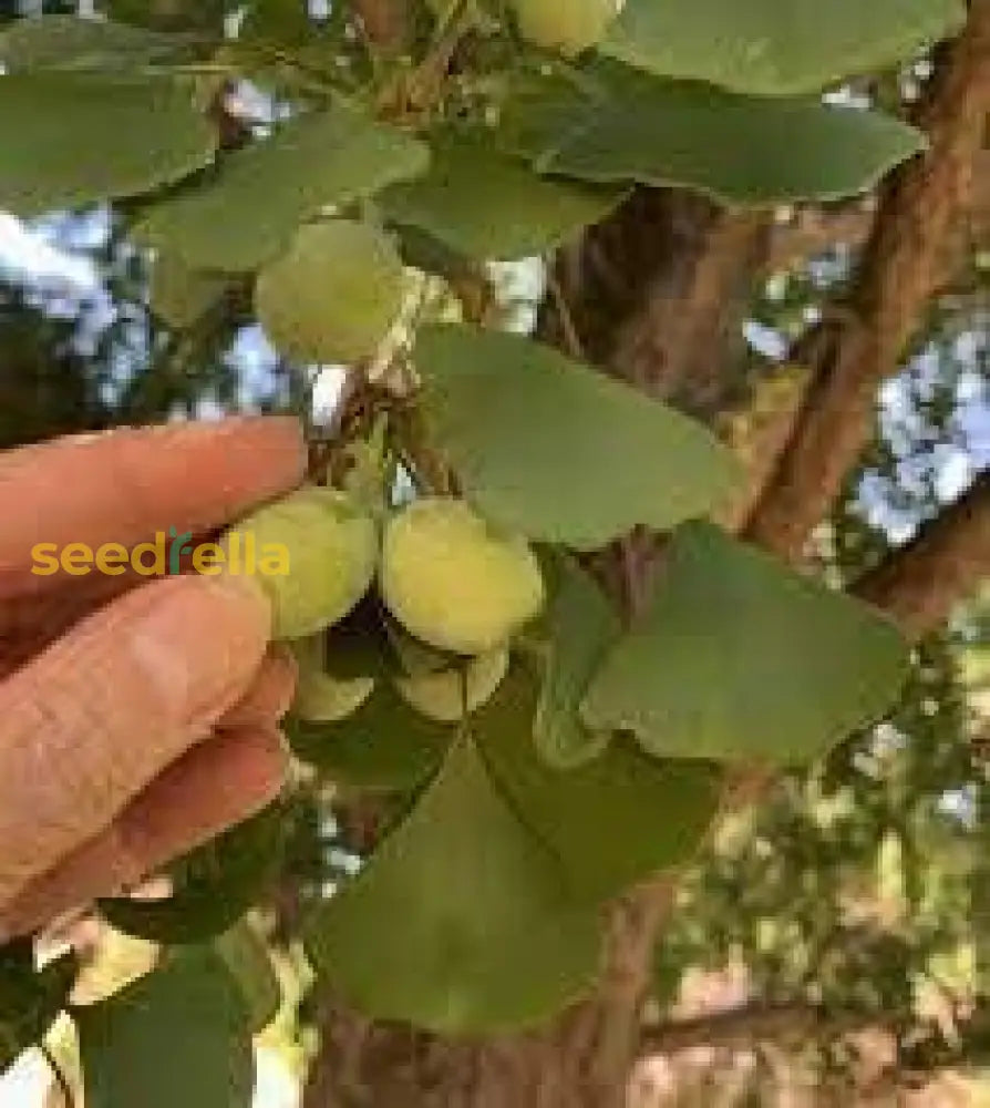 Ginkgo Seeds For Planting Ancient Trees Fruit