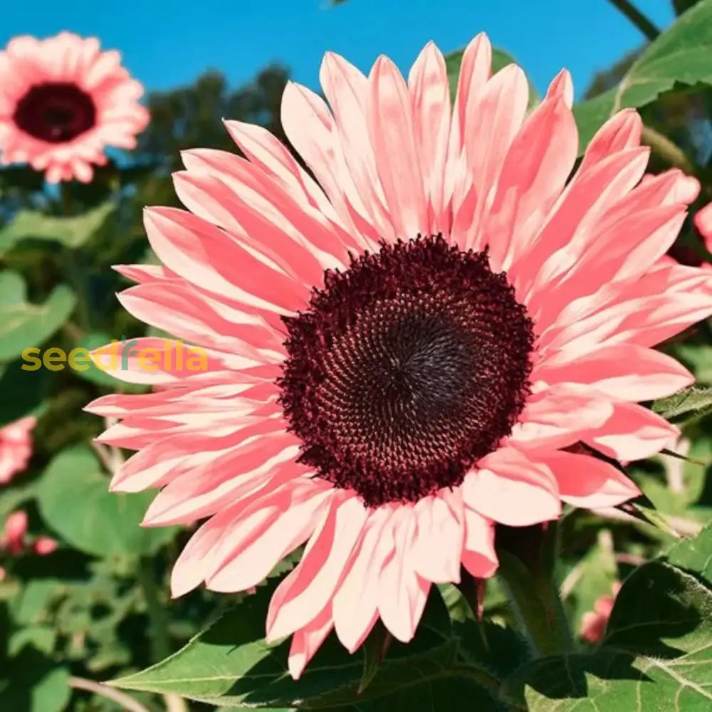 Girasol seeds for planting bright radiant sunflower blooms