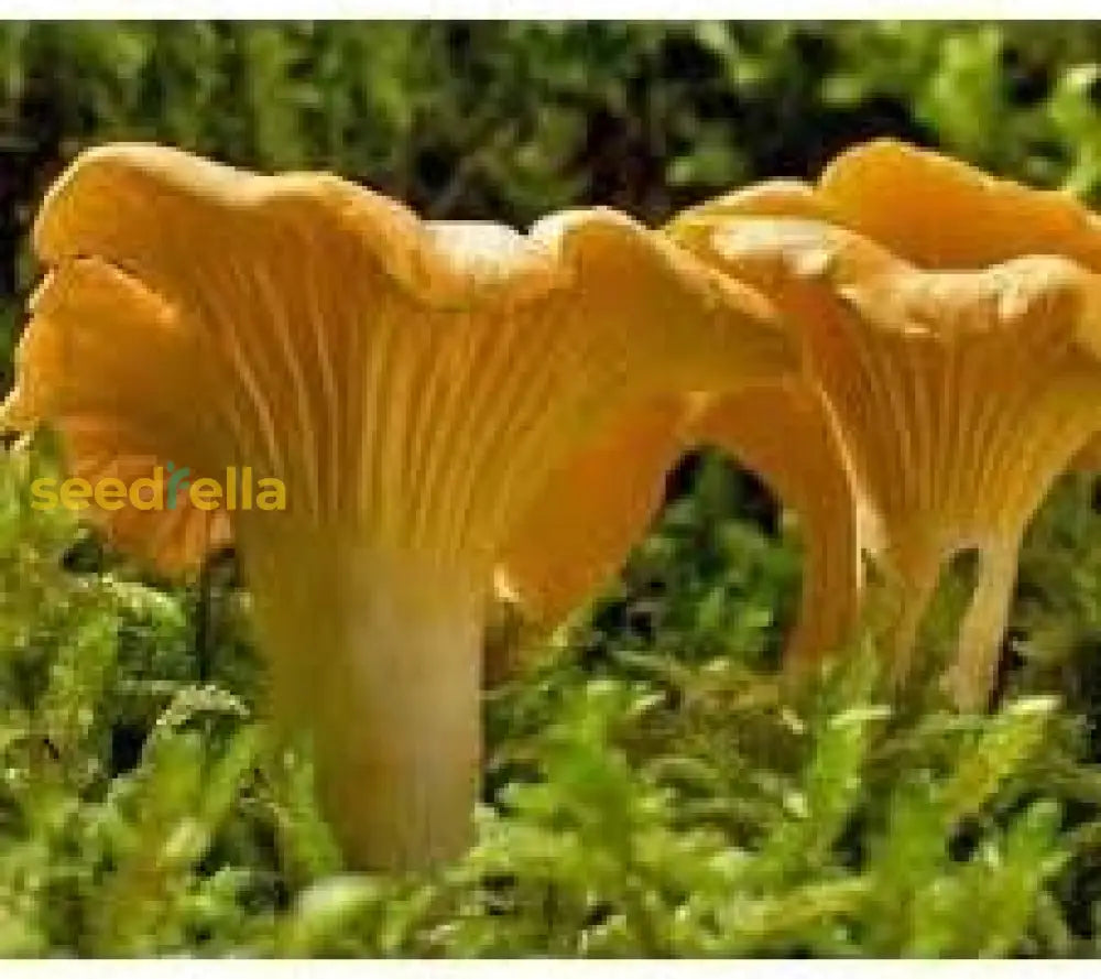 Girolle Mushroom Seeds For Planting  Premium Vegetable Seeds