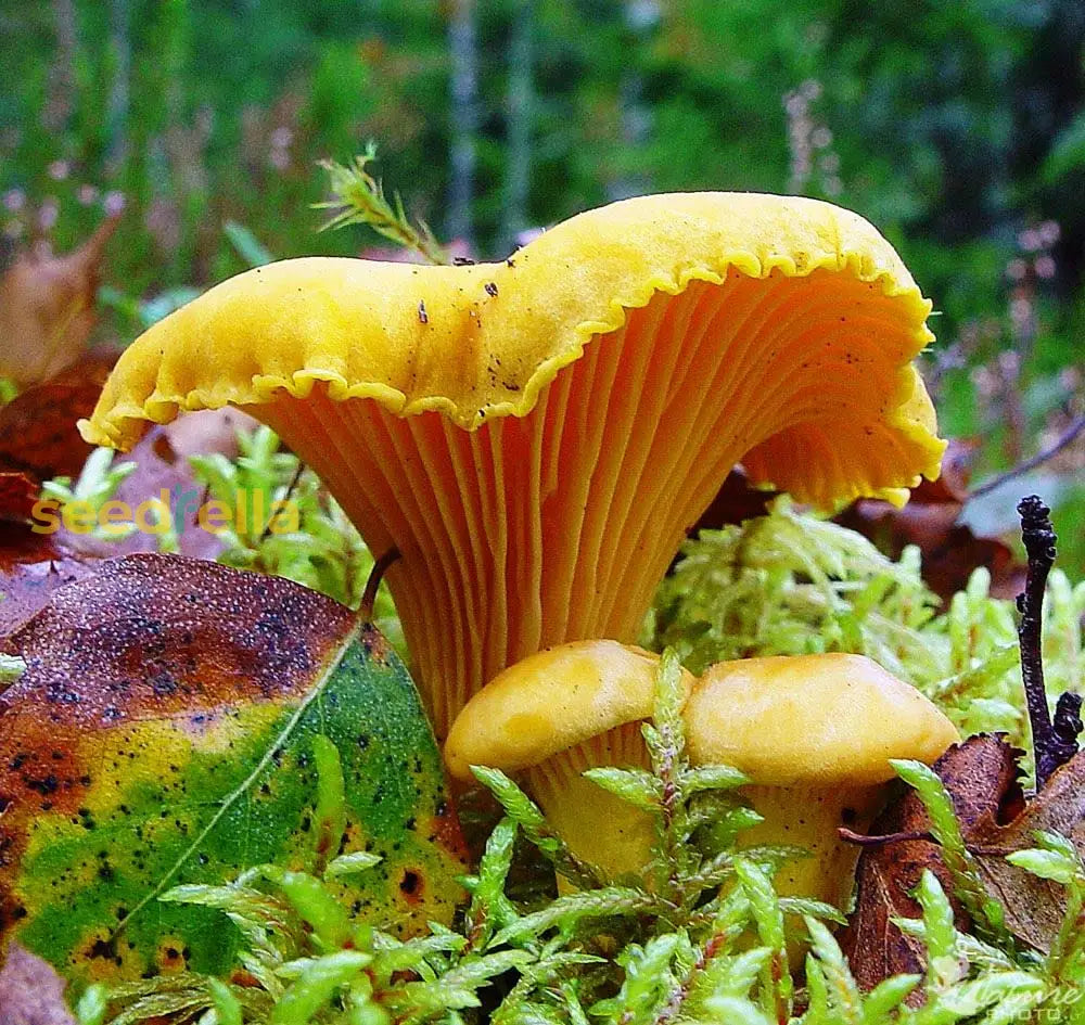 Girolle mushroom seeds for planting at home