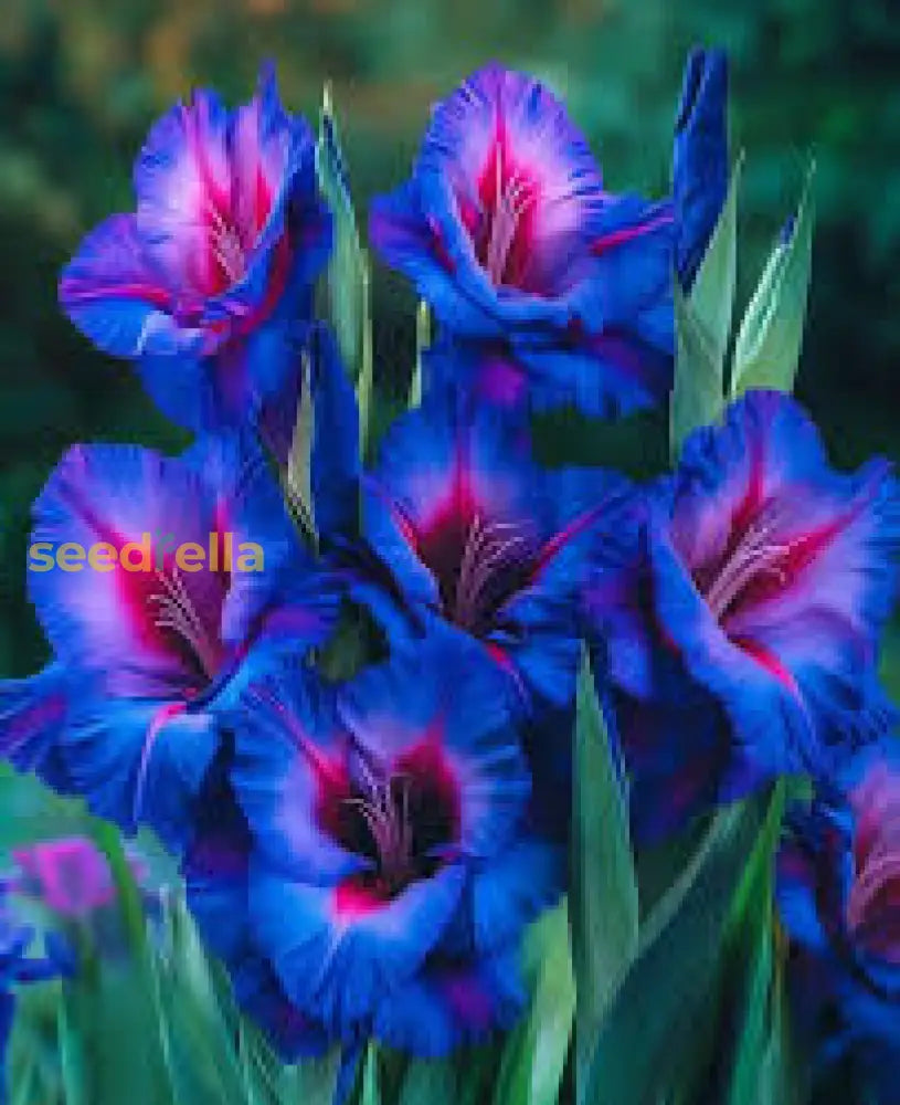 Easy grow Blue Gladiolus garden seeds for summer blooms