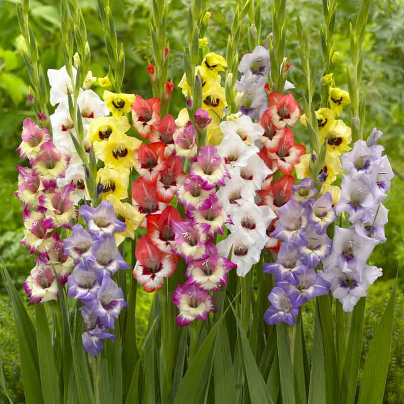 Mixed Gladiolus flowers growing along a garden border