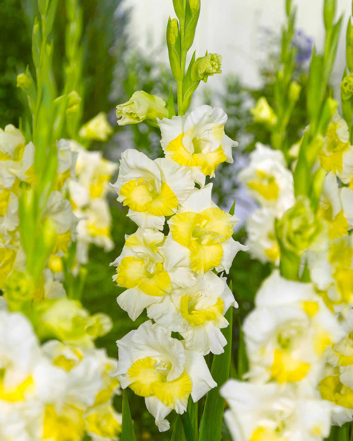 Green Perennial Gladiolus Flower seeds for Planting - Bright Blooms, Heirloom & GMO Free Seeds for Home Garden
 
 Sale seeds for planting in home garden