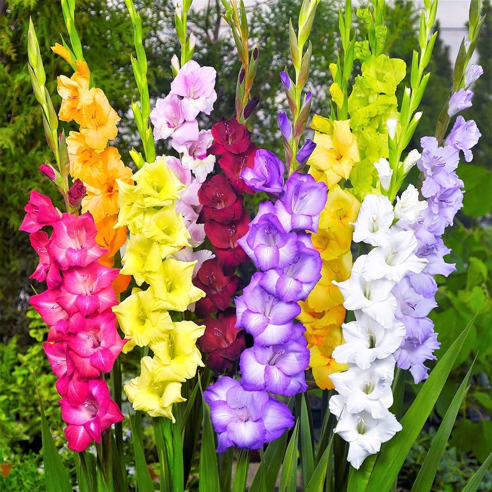 Mixed Gladiolus flowers blooming in a garden bed
