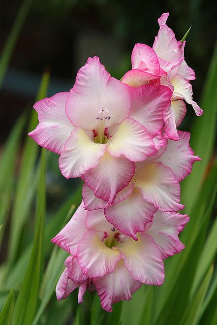 How to Grow White & Pink Gladiolus Flowers