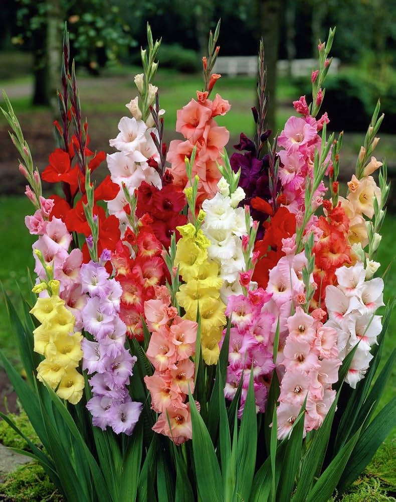 How to Grow White & Dark Red Gladiolus Flowers