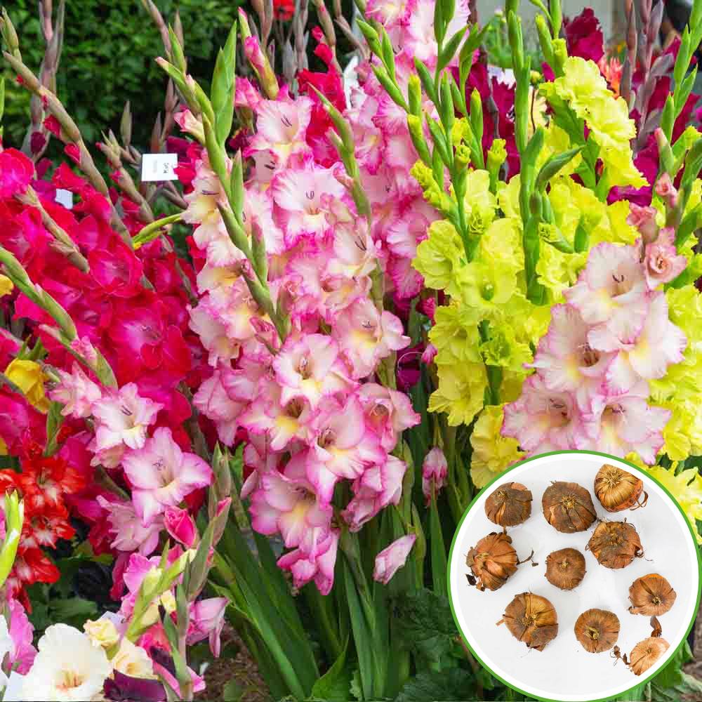 How to Grow Mixed Color Gladiolus Flowers