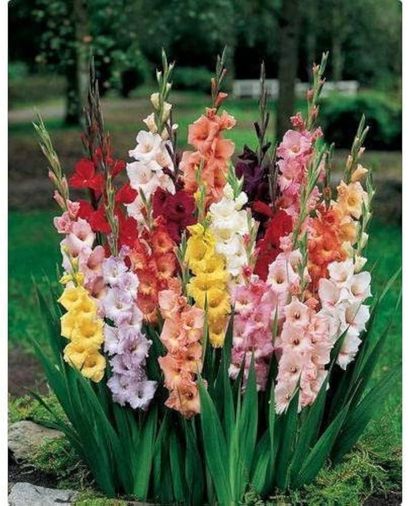 Yellow Orange Gladiolus Plants in Pots