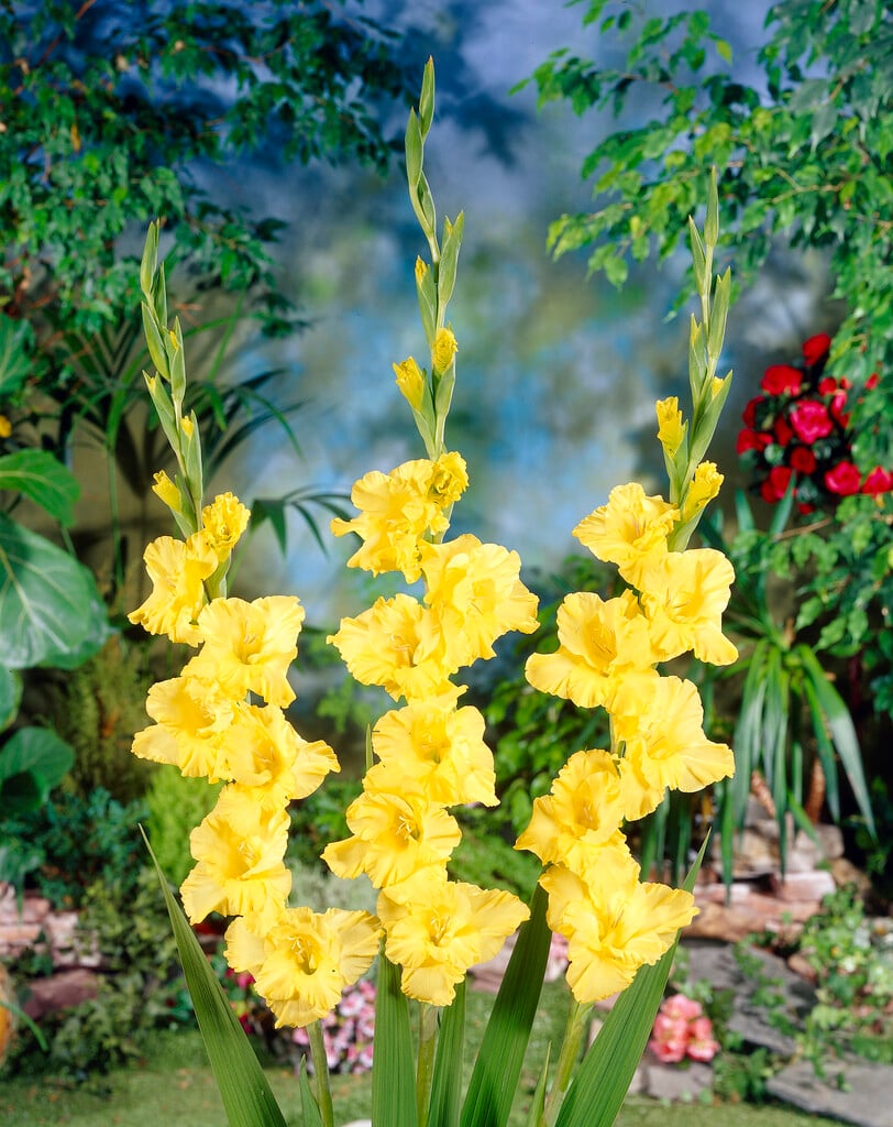 Yellow Gladiolus Plants in Pots