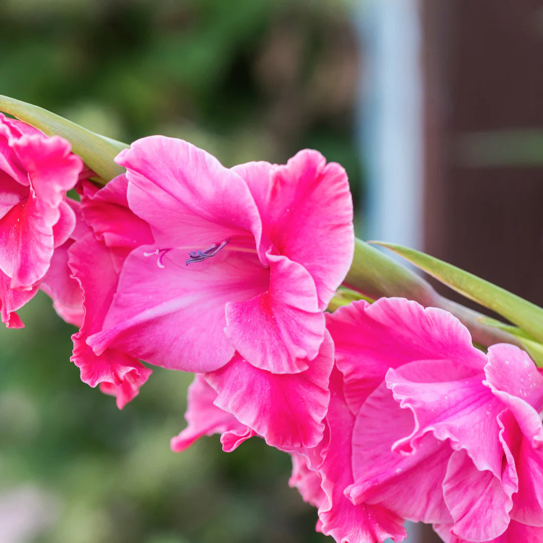 Long-lasting Dark Pink Gladiolus seeds producing summer flowers
