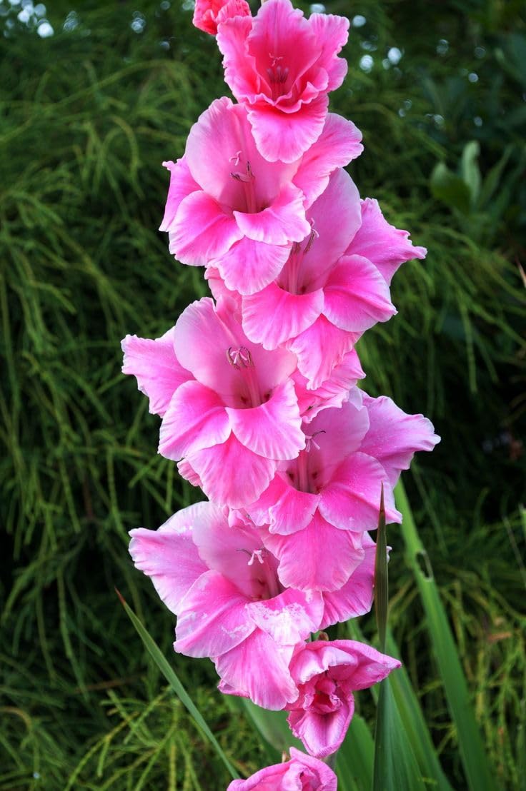 Dark Pink Gladiolus seeds for borders and garden beds
