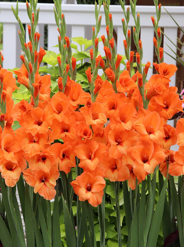 Gladiolus Seeds for Vibrant Yellow and Orange Flowers