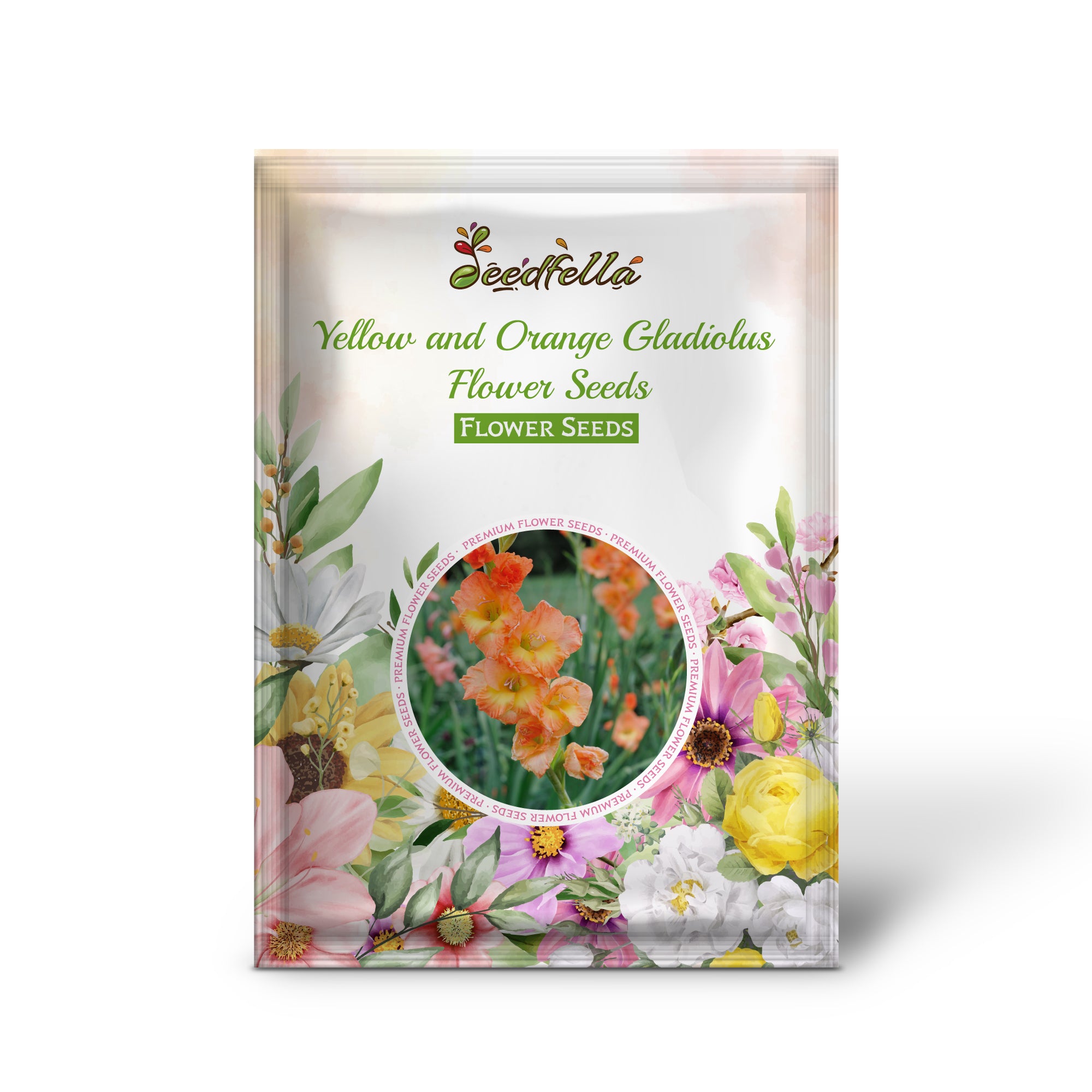 Gladiolus Yellow and Orange Blooms in Garden