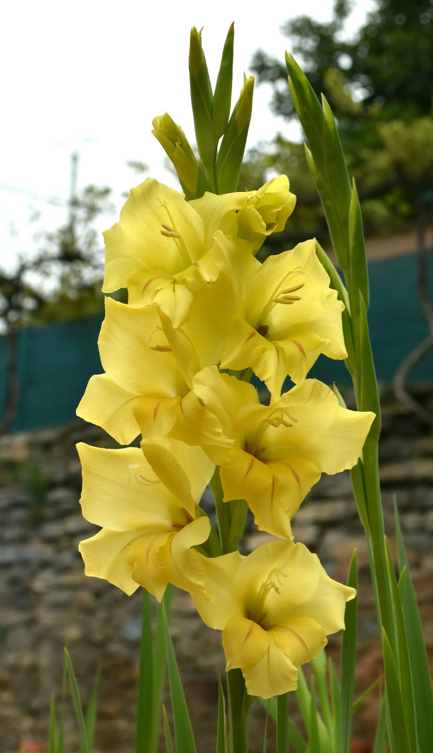Gladiolus Yellow Planting Seeds – Hybridus Variety for Gardens