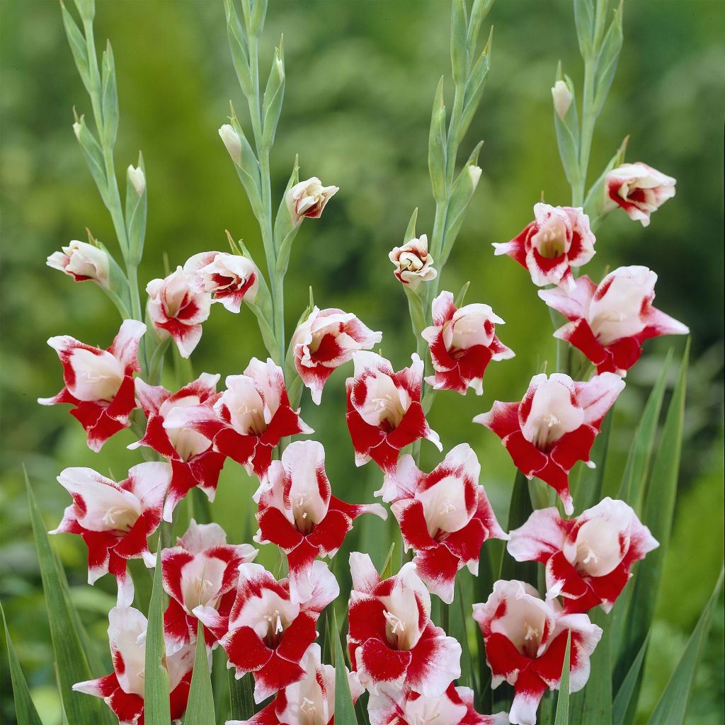 Red And White Gladiolus Flower Seeds For Planting: Premium Quality Bulbs Stunning Garden Displays