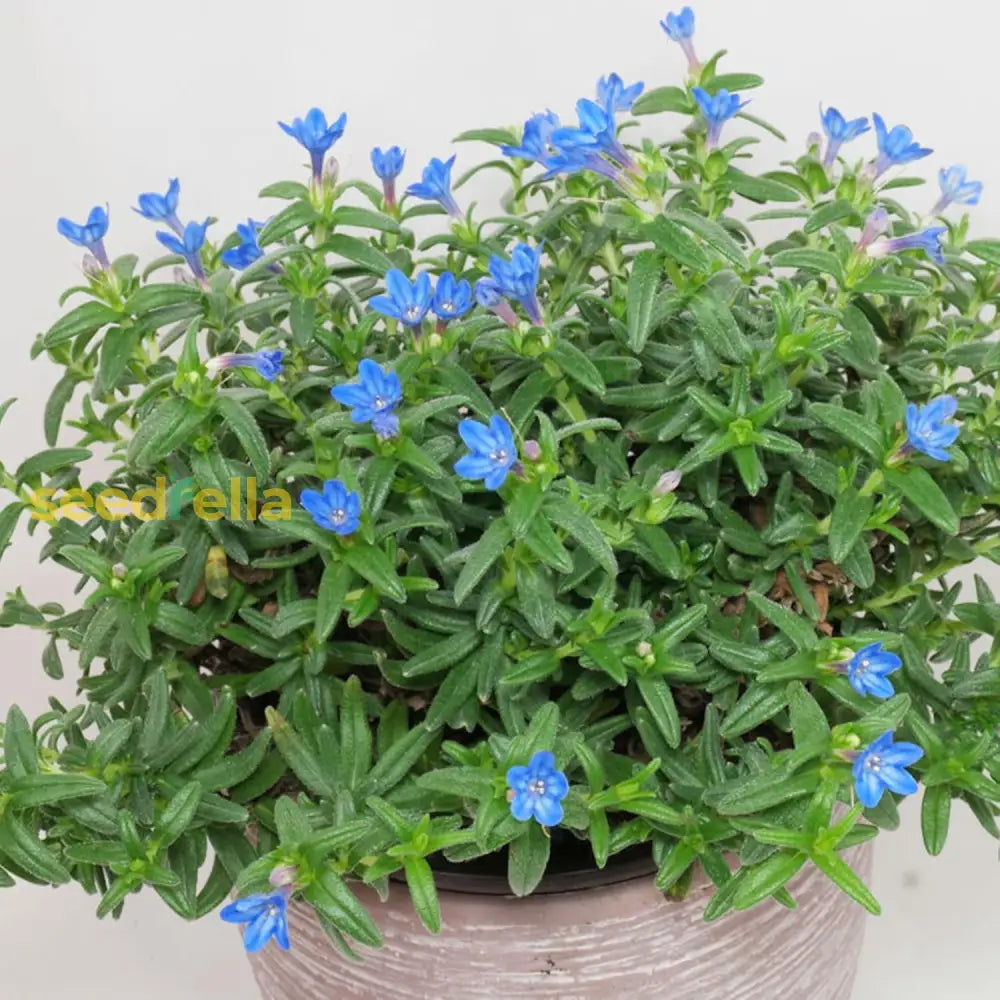 Glandora Diffusa Seeds Lithodora Perennial Hardy Low Maintenance Attracts Butterflies Ground Cover